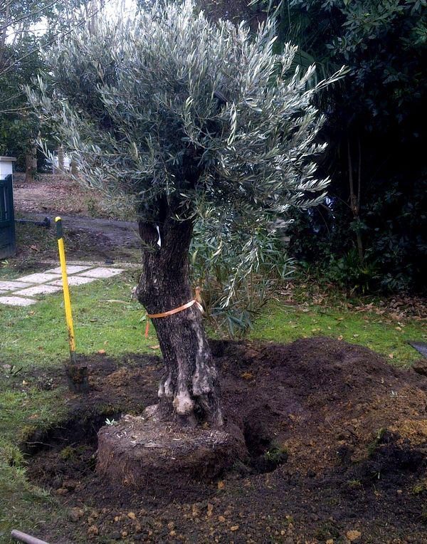 planter un olivier en pleine terre